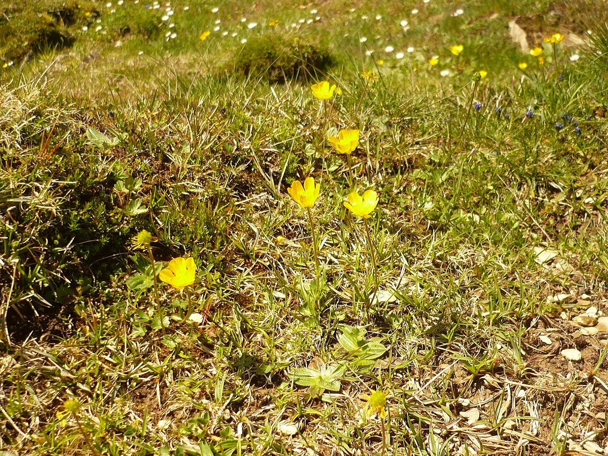 Ranunculus carinthiacus (Ranunculaceae)
